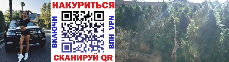 Бошки Шишки индика  Купить закладки  Дагестанские Огни 